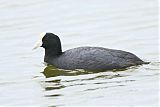 Slate-colored Coot